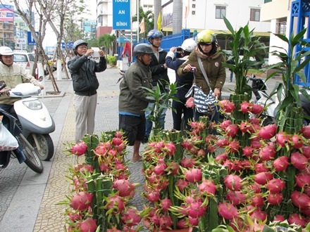 Nhiều người tranh thủ chụp ảnh chậu thanh long cảnh lần đầu tiên được tận mắt nhìn thấy