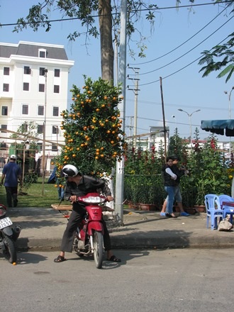 Năm nay có quất chưng Tết rồi