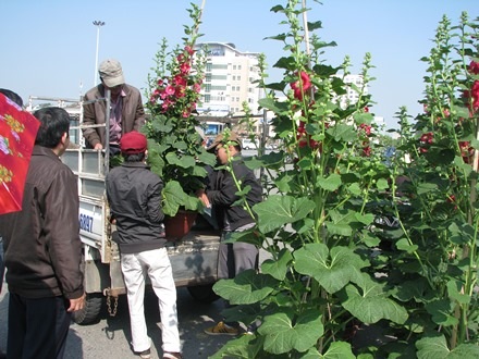 Những chậu mảng đình hồng này đã có cơ quan chọn mua về chọn Tết