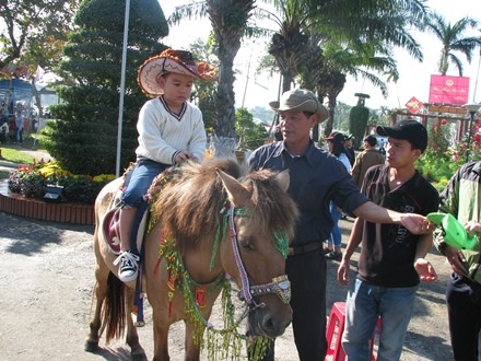 Dịch vụ cưỡi ngựa chụp hình tại Hội hoa xuân Đà Nẵng hút khách