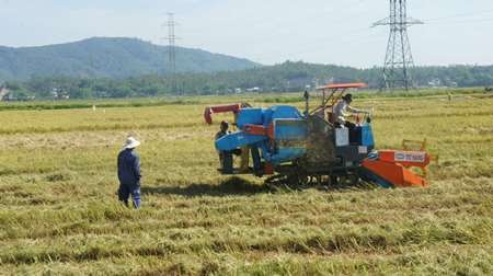 Mô hình cánh đồng mẫu lớn ở Hòa Tiến