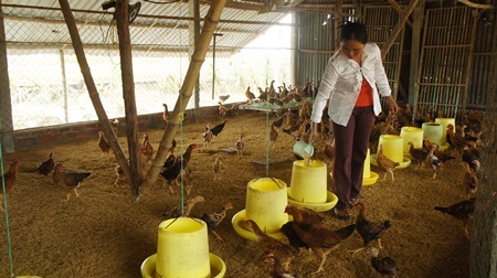 Mô hình nuôi gà ở Hòa Tiến