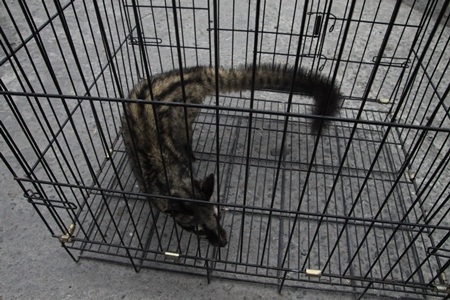 Cá thể cầy vòi hương