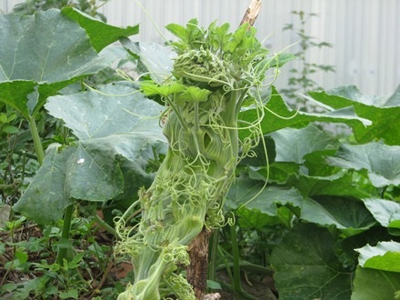 Đoạn dây bí ngày có bản to hơn so với những dây bí khác