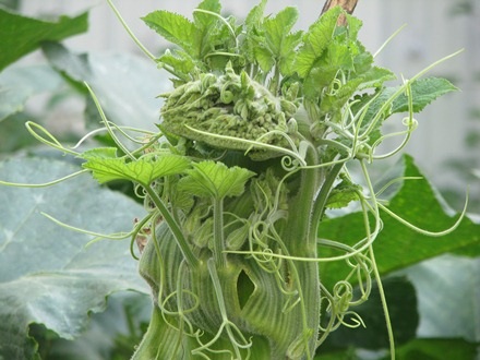 Dây bí có hình dáng đầu rồng