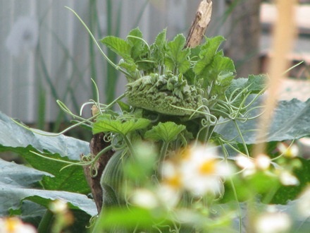 Dây bí trông rất lạ và đẹp