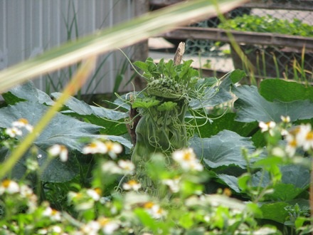 Dây bí trông rất lạ và đẹp