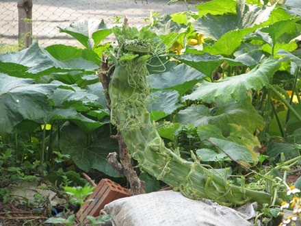 Đoạn dây bí ngày có bản to hơn so với những dây bí khác