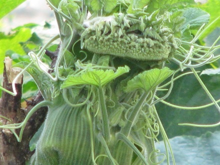 Dây bí hình miệng rồng...