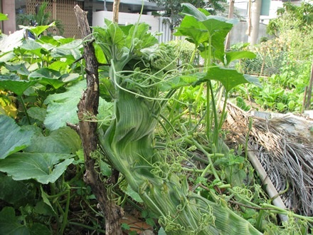 Dây bí lạ khiến nhiều người thích thú