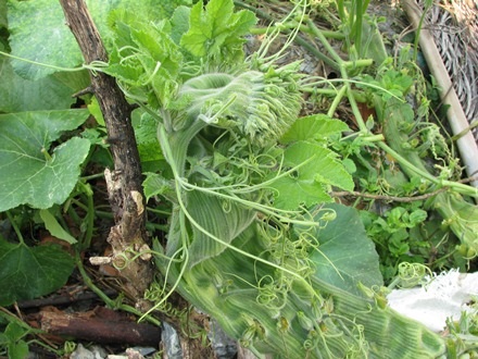 Dây bí lạ khiến nhiều người thích thú