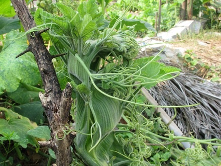 Dây bí lạ khiến nhiều người thích thú