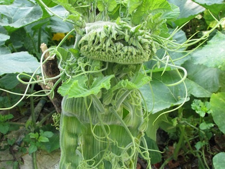 ... và hệ râu tua tủa