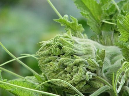 Nhiều người dân cho biết đây là lần đầu tiên họ thấy cây bí có hình thù như thế