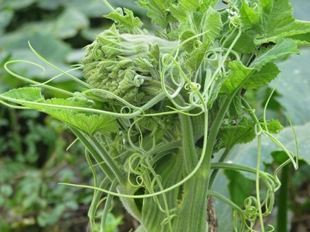 Nhiều người dân cho biết đây là lần đầu tiên họ thấy cây bí có hình thù như thế