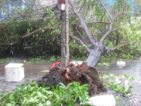Nhiều cây xanh bị bật gốc do bão