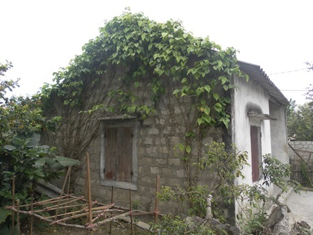 Nhiều gia đình ở xã Quỳnh Yên trồng giàn trầu để ăn