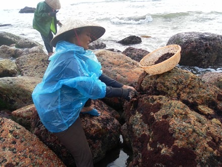 Chị Tô Thị Cẩn (xóm Minh Sơn, Quỳnh Tiến) áp lưỡi hái vào đá say sưa cạo rau