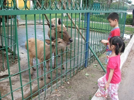 Số nai đang được nuôi tại vườn thú của công viên 29/3