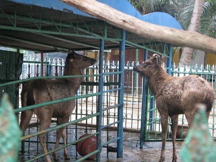 Những con nai được nuôi tại vườn thú công viên 29/3