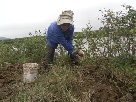 Chị Xuân đang tìm những hang sâm