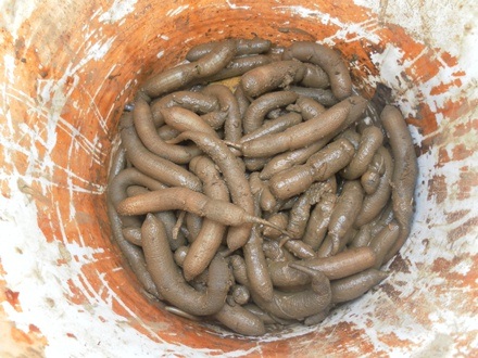 Thành quả của một buổi đi bới sâm