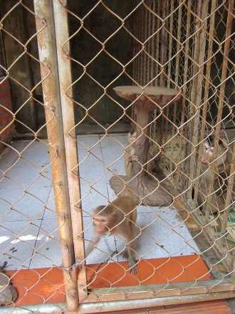 Và khỉ đuôi lợn đang bị nuôi nhốt