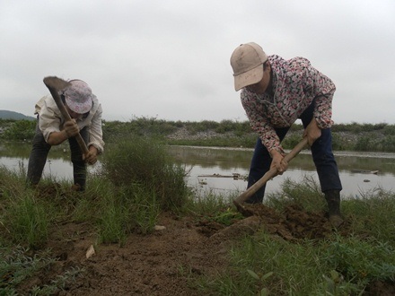 Tìm được hang sâm, mọi người bắt đầu cuốc