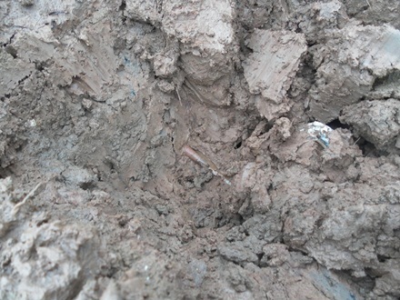 Những con sâm đã xuất hiện