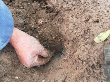 Những con sâm đã xuất hiện