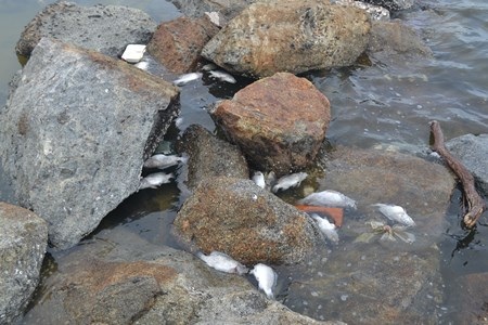 Cá chết nổi trên vịnh Mân Thái 