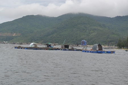 Các hộ nuôi cá lồng bè ở vịnh Mân Thái