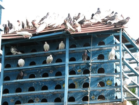 Những chú chim bồ câu được nuôi ở công viên Biển Đông 