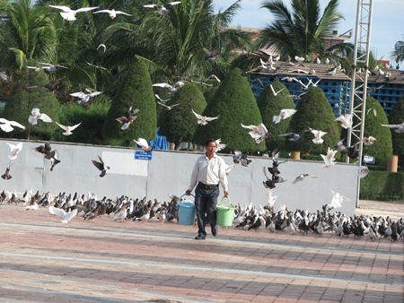 Thấy ông Hải xách xô thóc là đàn chim bay theo 