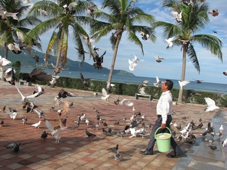 Đàn bồ câu bay vây quanh người ông Hải 