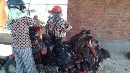 Đà Nẵng triển khai các biện pháp phòng chống cúm A/H5N6 - 1 Đà Nẵng yêu cầu các ngành liên quan triển khai các biện pháp phòng chống cúm A (H5N6)