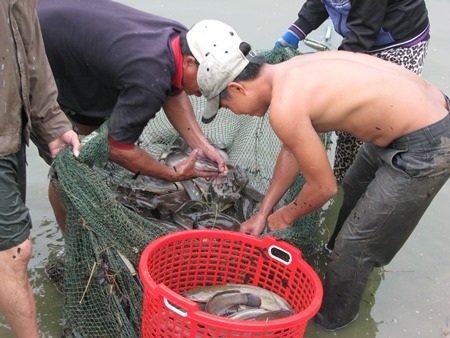 Hộ chị Trần Thị Lai đang thu hoạch cá