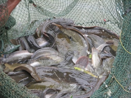 Nuôi cá trê lai giúp người dân nơi đây thu lãi hàng trăm triệu đồng mỗi năm