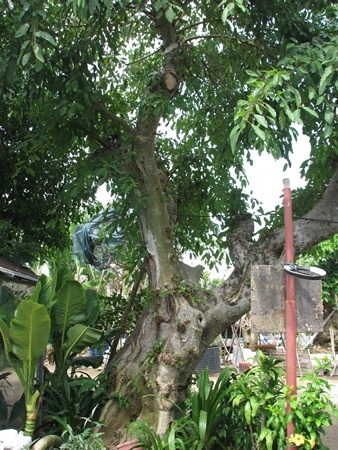 Đây cũng là một cây sung độc anh săn được. Cây sung này có giá 90 triệu đồng 