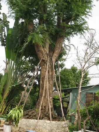 Cây me được anh ra giá 70 triệu đồng 