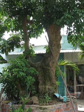 Cây lội có giá 100 triệu đồng