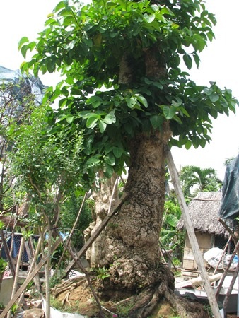 Và cây Kơ nia có giá 120 triệu đồng 