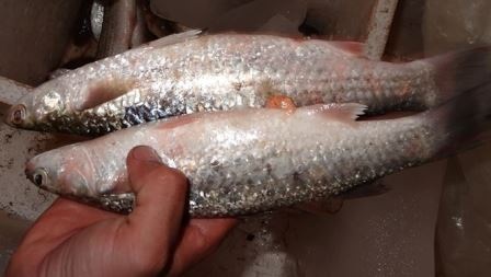 Độc đáo dự án khởi nghiệp từ rừng của cô gái “xứ dừa” - 2
Sản phẩm sạch được thu hoạch dưới tán rừng