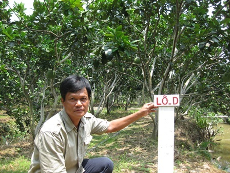 Thu tiền tỷ nhờ trồng bưởi da xanh - 1 Vườn được phân thành nhiều lô để dễ quản lý, chăm sóc