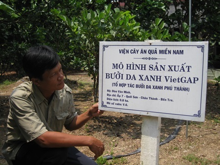 Thu tiền tỷ nhờ trồng bưởi da xanh - 2 Vườn BDX của ông Minh sản xuất theo tiêu chuẩn VietGAP