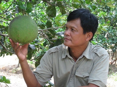 Thu tiền tỷ nhờ trồng bưởi da xanh - 3 Ông Minh thu hơn 1 tỷ mỗi năm nhờ BDX