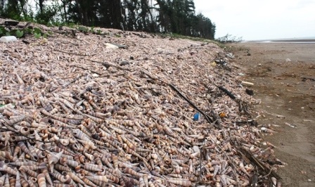 Hàng triệu vỏ con ốc viết xếp chồng lên nhau tạo thành bờ đê tự nhiên dài tới 6km