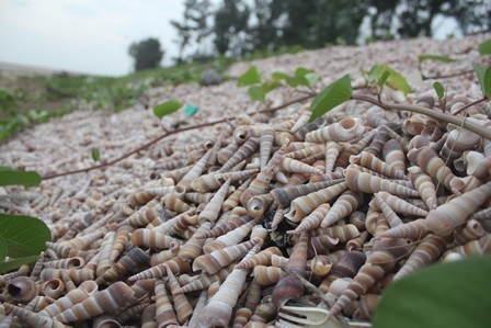 Đê chắn sóng được tạo bởi hàng triệu con ốc viết - 2