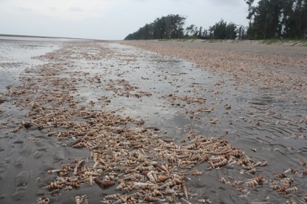 
Xác hàng triệu con ốc viết được Sóng xô vào bờ
