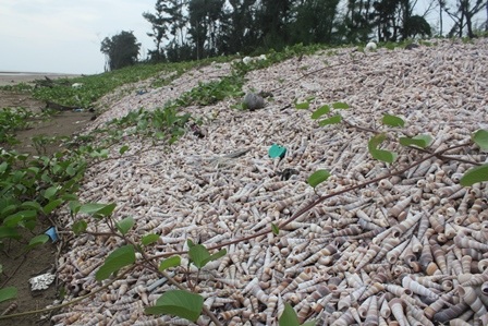 Đê chắn sóng được tạo bởi hàng triệu con ốc viết - 4